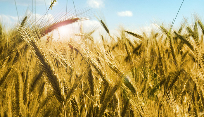 Salon de l'Agriculture 2020 : rencontrez les notaires ! Du 22 février au 1er mars, consultez un notaire au Salon International de l'agriculture ! 